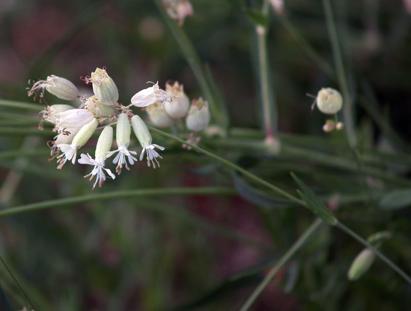 Silene vulgaris sl.